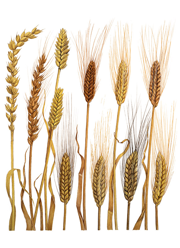 TAVOLA SPIGHE - 7340