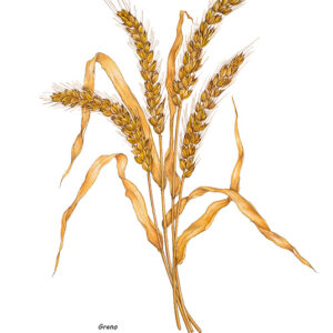 GRANO - 7343