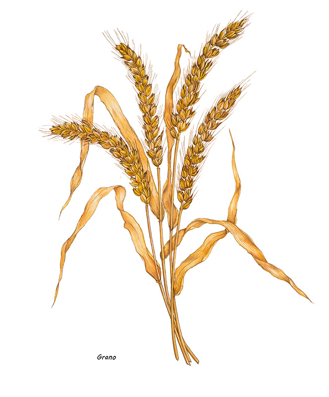 GRANO - 7343 - immagine 1