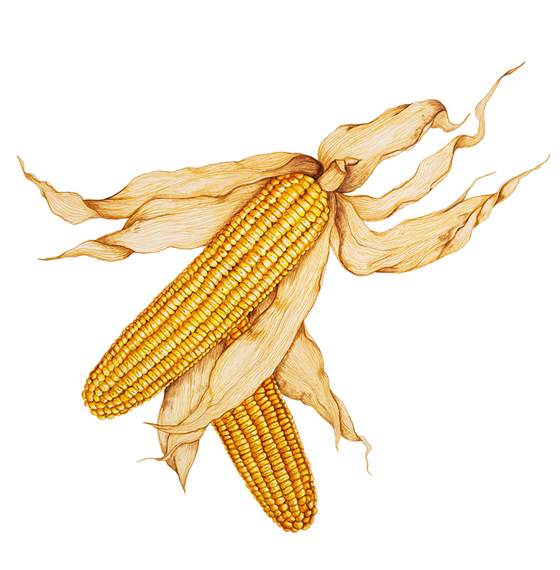 GRANOTURCO - 7344 - immagine 1