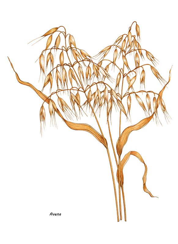 AVENA - 7345