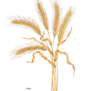 ORZO - 7348