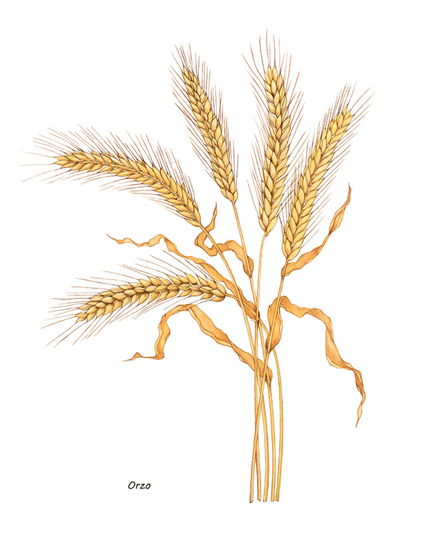 ORZO - 7348 - immagine 1