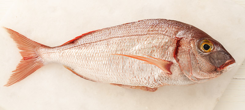 PAGELLO - 0333 - immagine 1