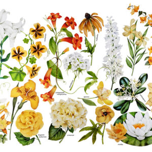 TAVOLA VARIETÀ DI FIORI - 0404
