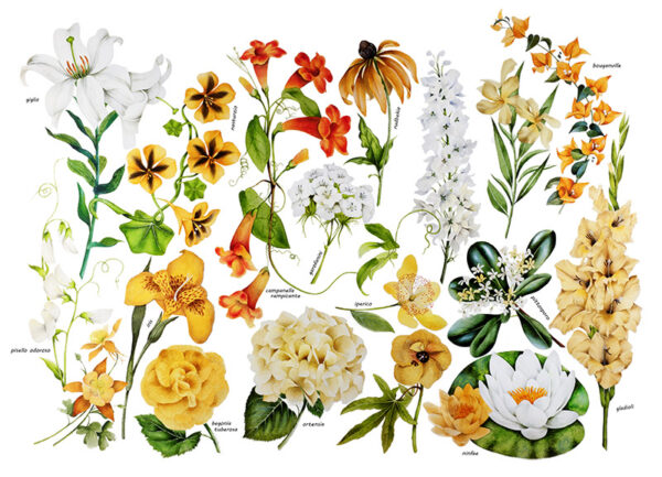 TAVOLA VARIETÀ DI FIORI - 0404