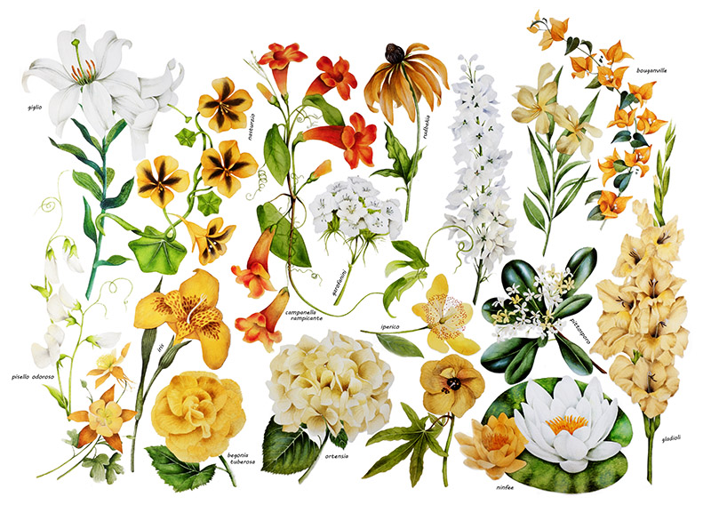 TAVOLA VARIETÀ DI FIORI - 0404 - immagine 1