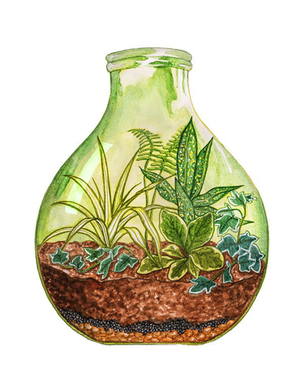 COLTURA IN BOTTIGLIA  - 8572