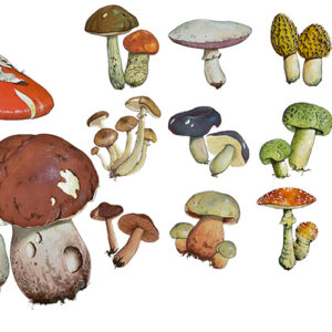 TAVOLA FUNGHI - 1425