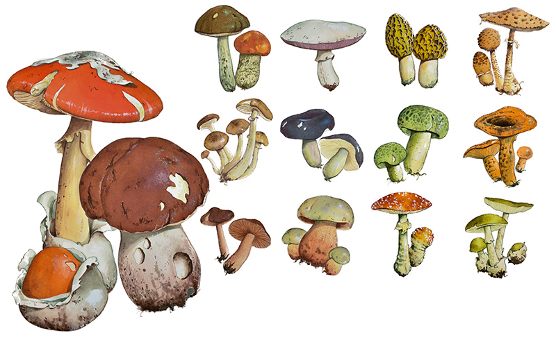 TAVOLA FUNGHI - 1425 - immagine 1