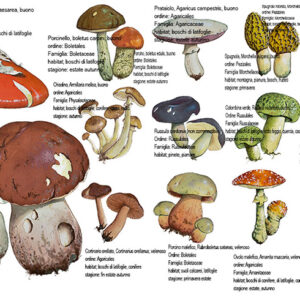 TAVOLA FUNGHI - 1425 - Trace Low