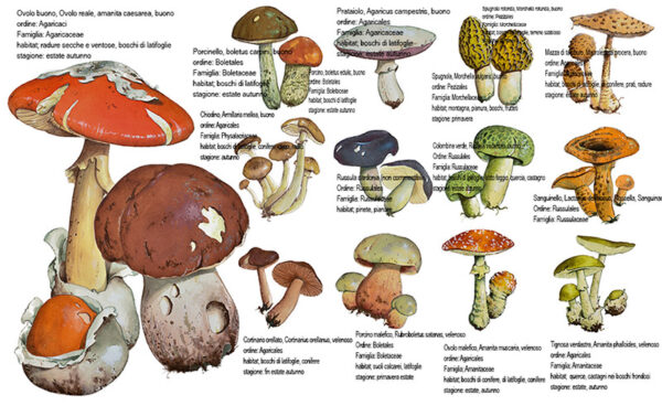 TAVOLA FUNGHI - 1425 - Trace Low