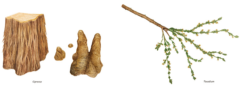 CIPRESSO, TAXODIUM , CUPRESSACAE - 9417 - immagine 1