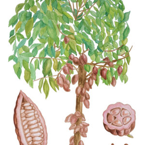 CACAO, THEOBROMA CACAO - 1432