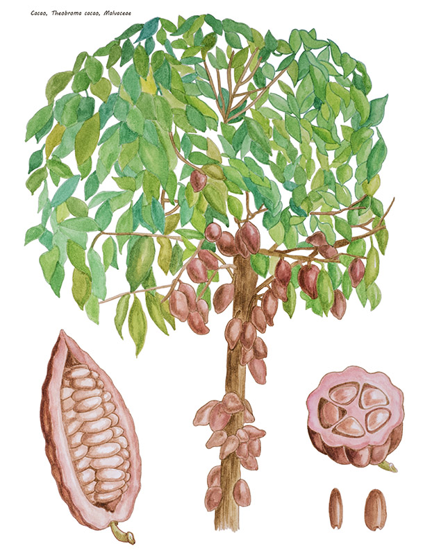 CACAO, THEOBROMA CACAO - 1432 - immagine 1