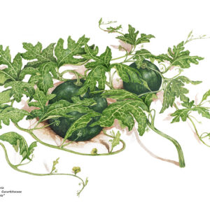 COCOMERO, CUCUMIS CITRULLUS - 9914