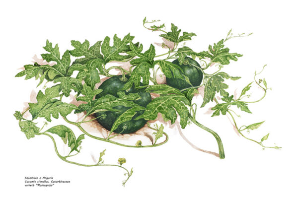 COCOMERO, CUCUMIS CITRULLUS - 9914