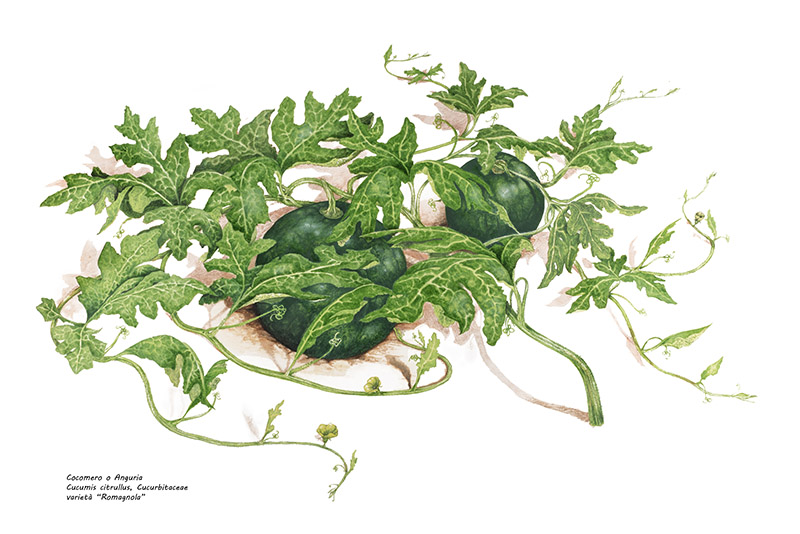 COCOMERO, CUCUMIS CITRULLUS - 9914 - immagine 1