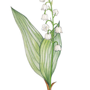 MUGHETTO, CONVALLARIA MAJALIS, LILIACEAE - 9890