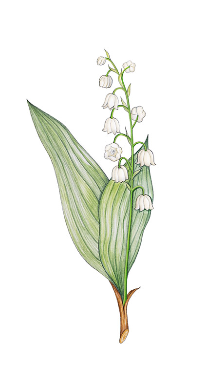 MUGHETTO, CONVALLARIA MAJALIS, LILIACEAE - 9890
