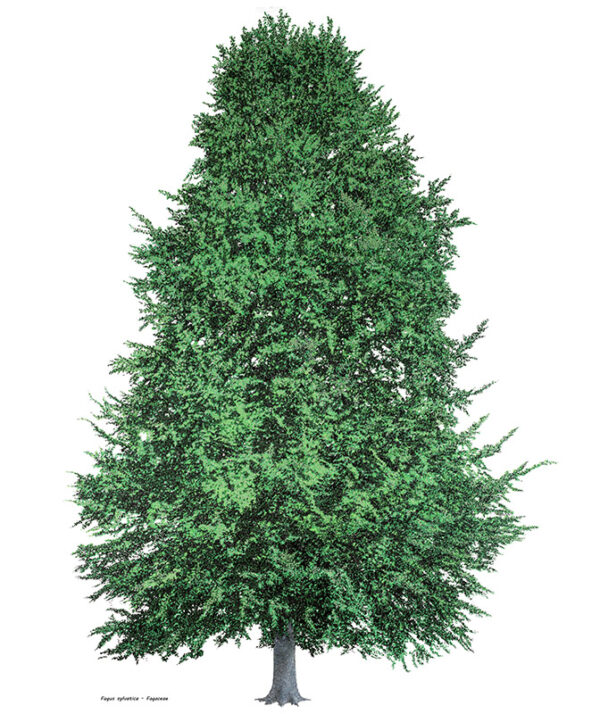 FAGUS SYLVATICA - FAGACEAE - 7070