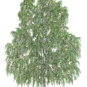 BETULLA PENDULA, BETULA PENDULA - 7075
