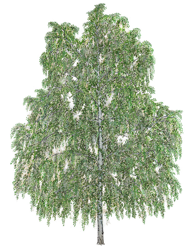 BETULLA PENDULA, BETULA PENDULA - 7075 - immagine 1