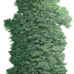 OLMO INGLESE, ULMUS PROCERA, ULMACEAE - 6979