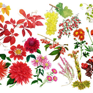 TAVOLA VARIETÀ DI FIORI - 6985
