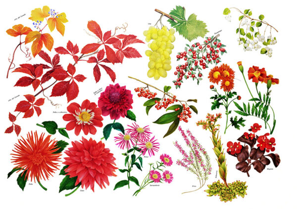 TAVOLA VARIETÀ DI FIORI - 6985