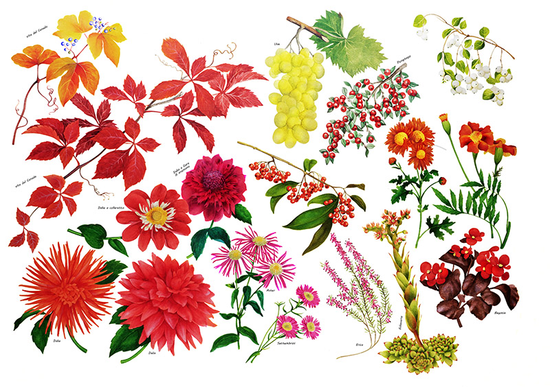 TAVOLA VARIETÀ DI FIORI - 6985 - immagine 1