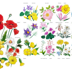TAVOLA VARIETÀ DI FIORI - 6990