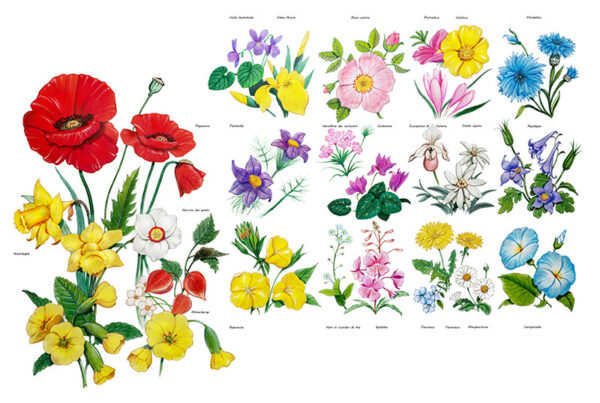 TAVOLA VARIETÀ DI FIORI - 6990