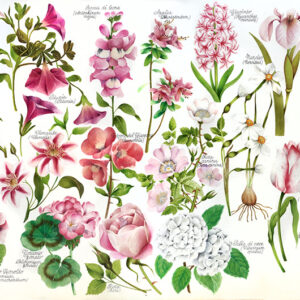 TAVOLA VARIETÀ DI FIORI - 6996