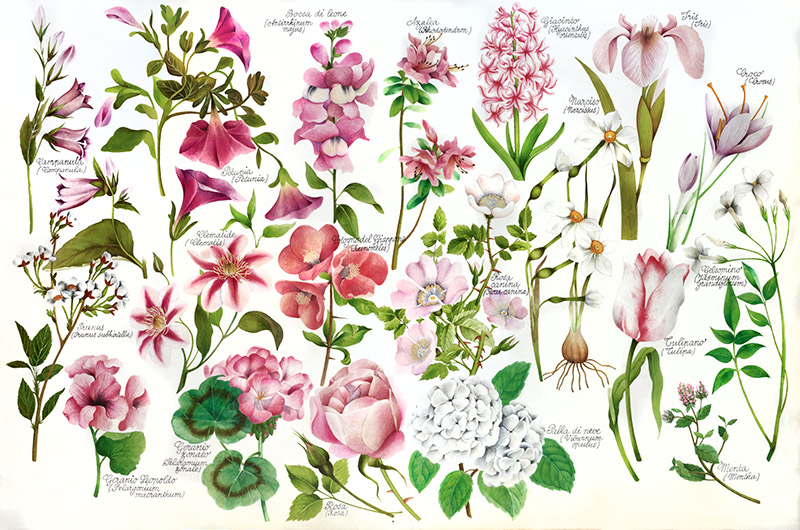 TAVOLA VARIETÀ DI FIORI - 6996 - immagine 1