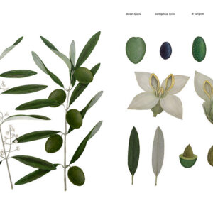 OLIVE FIORE E FRUTTO  - 7006