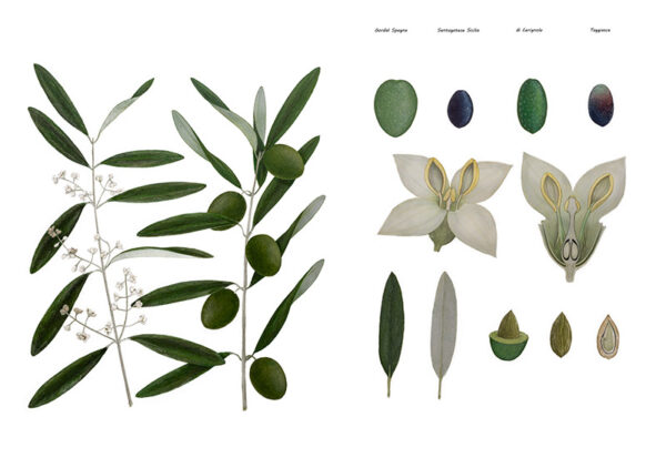 OLIVE FIORE E FRUTTO  - 7006