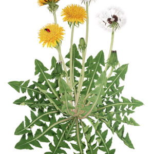 TARASSACO, TARAXACUM OFFICINALE - 7007