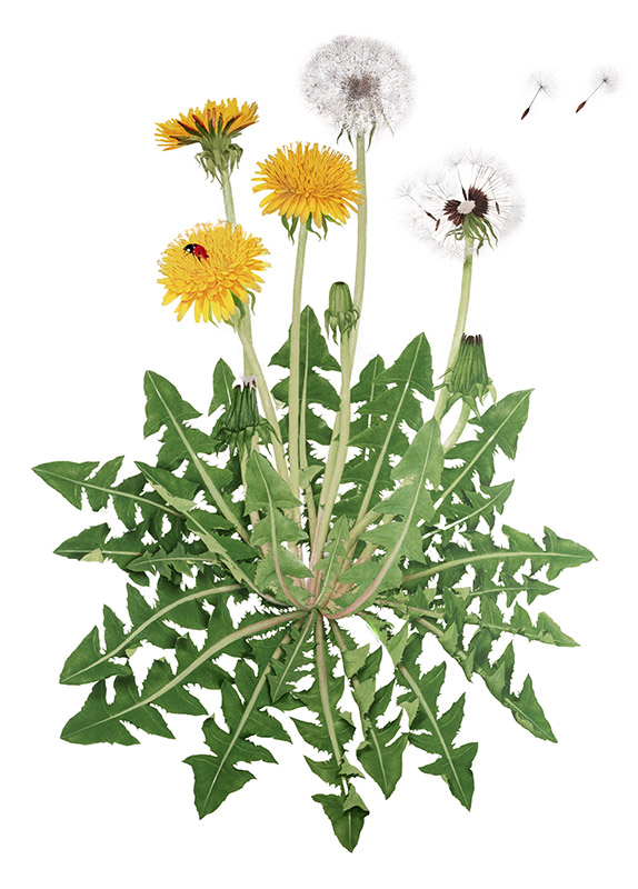 TARASSACO, TARAXACUM OFFICINALE - 7007