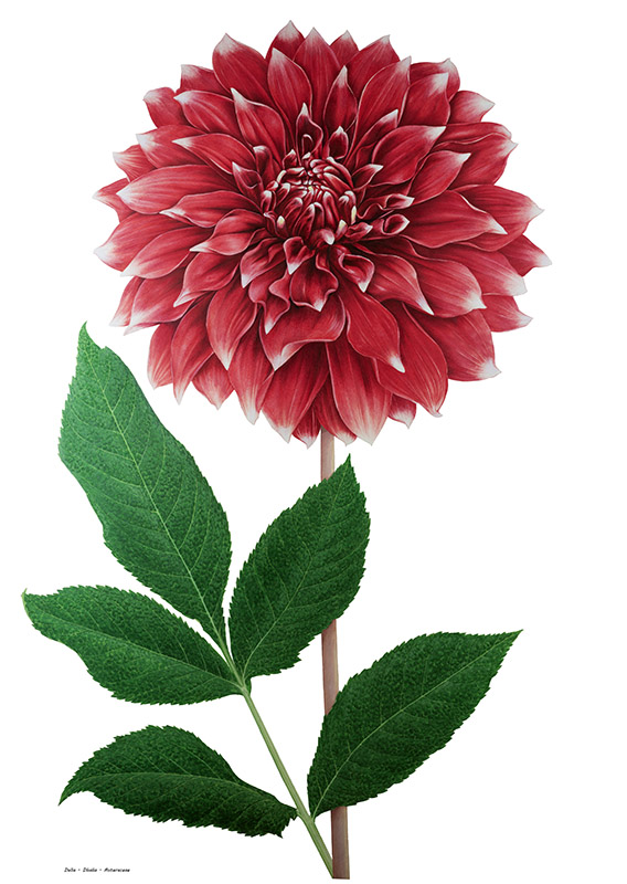 DALIA - DHALIA - ASTERACEAE - 7012
