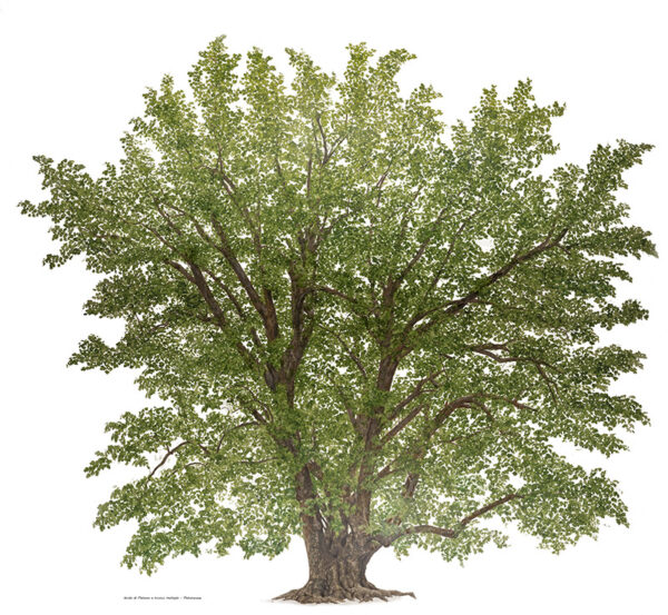 IBRIDO DI PLATANO A TRONCO MULTIPLO - 7025