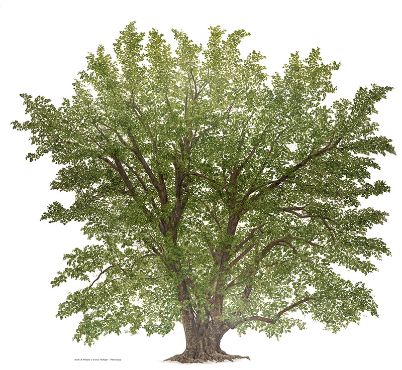 IBRIDO DI PLATANO A TRONCO MULTIPLO - 7025 - immagine 1