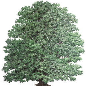 QUERCUS PETRAEA, ROVERE, FAGACEAE - 6977