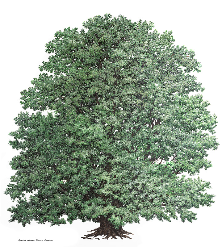 QUERCUS PETRAEA, ROVERE, FAGACEAE - 6977 - immagine 1