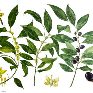 LAURUS NOBILIS - LAURO - ALLORO - 9498