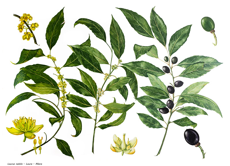 LAURUS NOBILIS - LAURO - ALLORO - 9498 - immagine 1