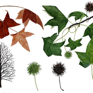 LIQUIDAMBAR - ALTINGIACEAE - 9497