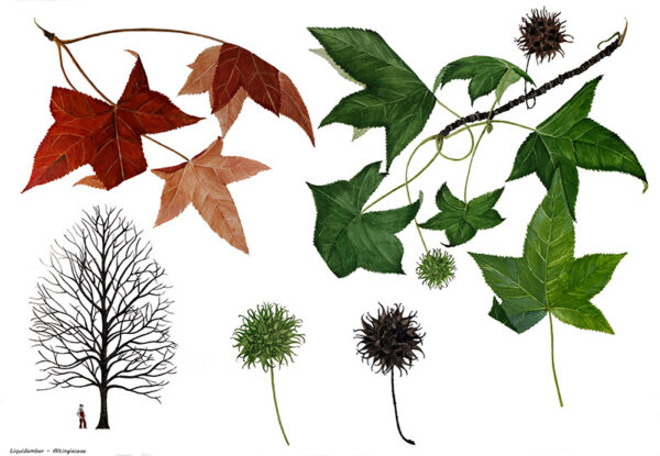 LIQUIDAMBAR - ALTINGIACEAE - 9497