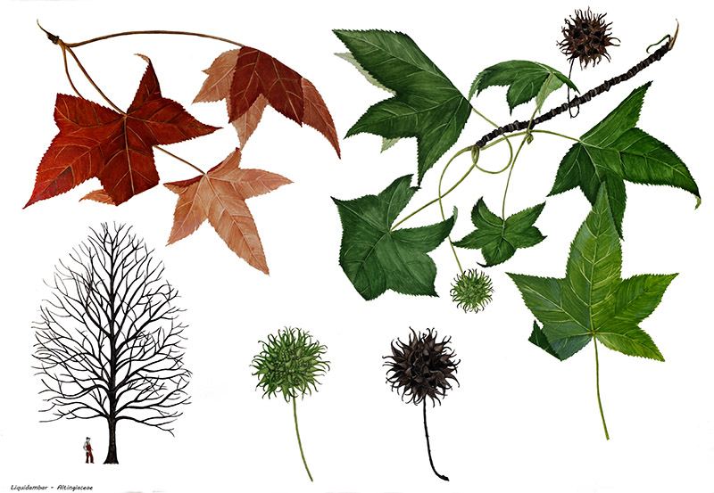 LIQUIDAMBAR - ALTINGIACEAE - 9497 - immagine 1