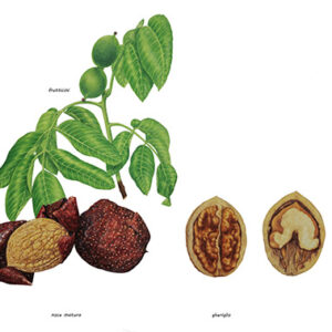 NOCI - NOCE BIANCO - FRUTTI - JUGLANS - JUGLANDACEAE - 9505
